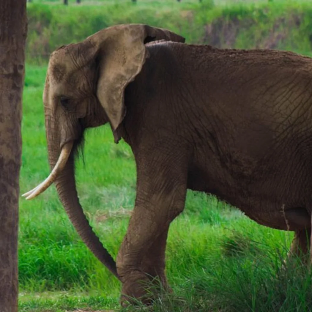 Elefante en el entorno natural de Mundo Pangea